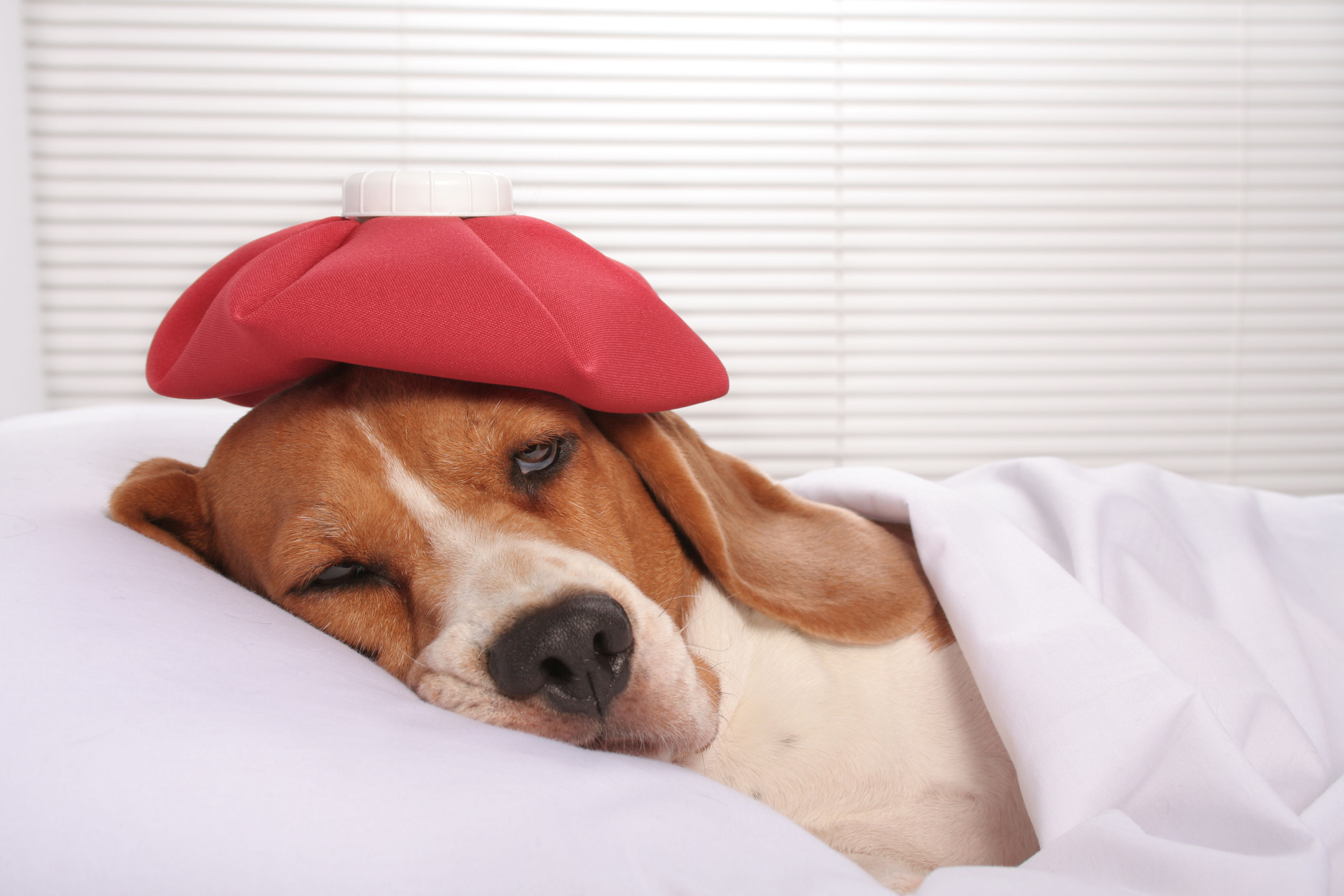 Beagle dog with a headache resting in bed with an ice pack on his head