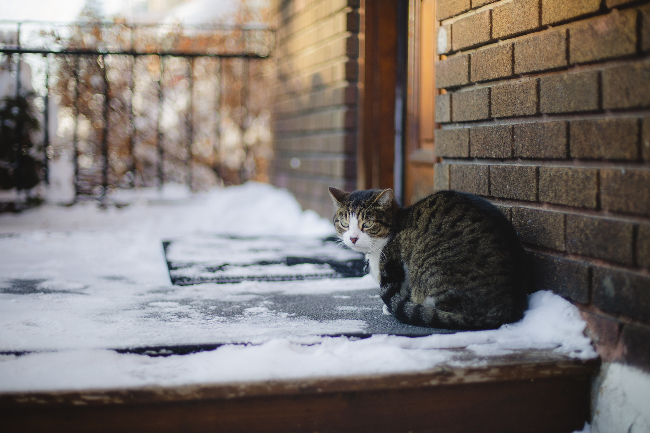 Tabby cat sitting outside a house on a snowy day