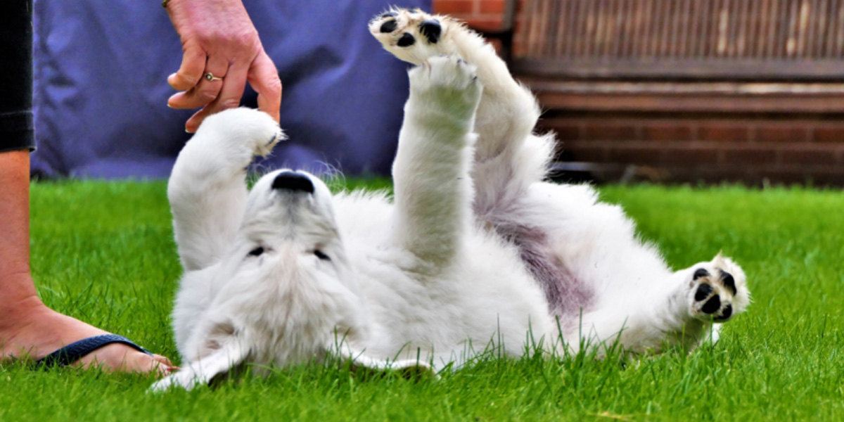 Are dogs ticklish