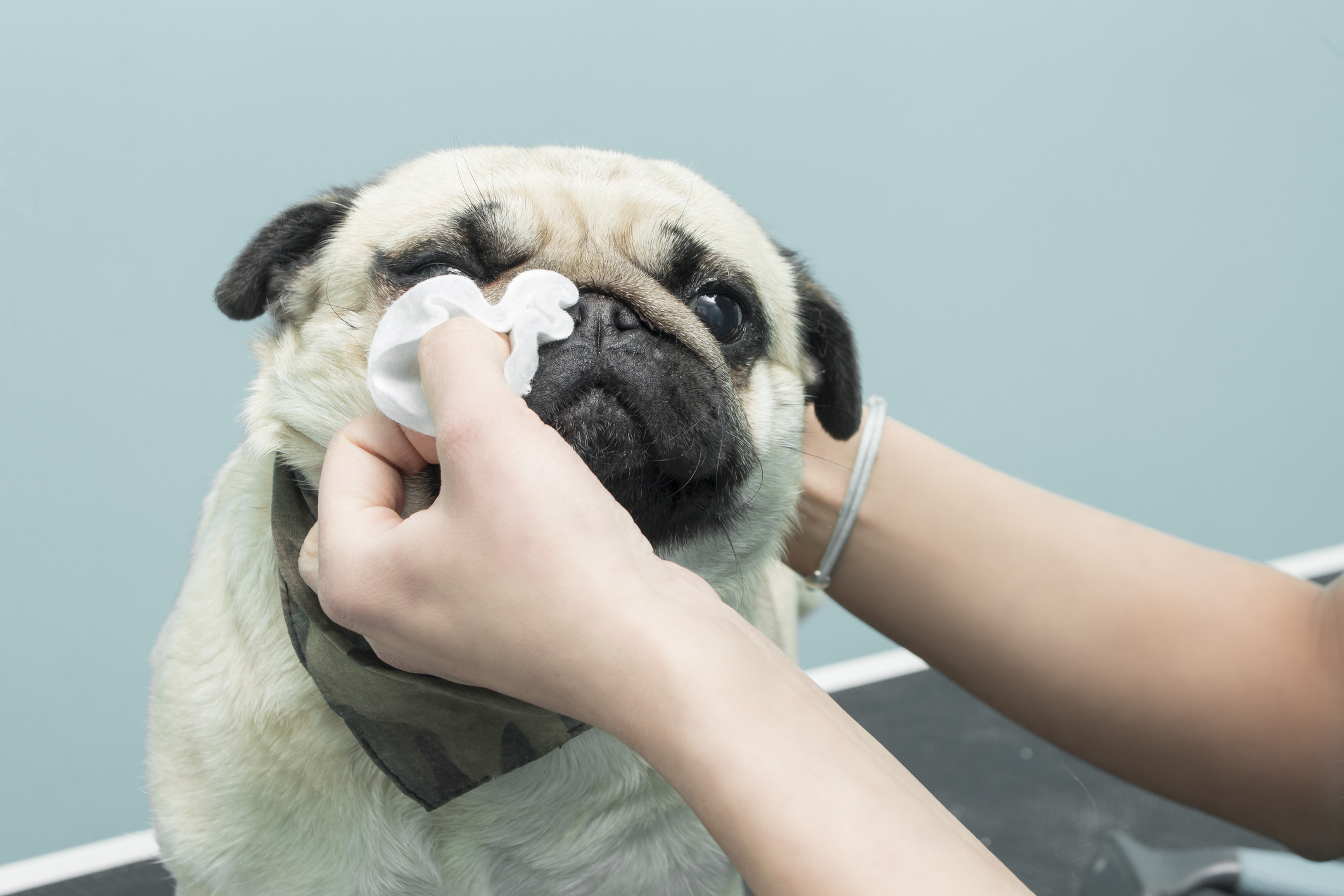  Pet parent wiping mucus from a Pug’s nose