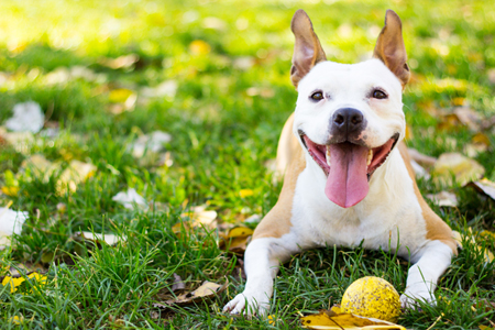 Adding a Fish Oil or Omega 3 supplement to your pet's diet can help promote healthy skin, coat, and brain function