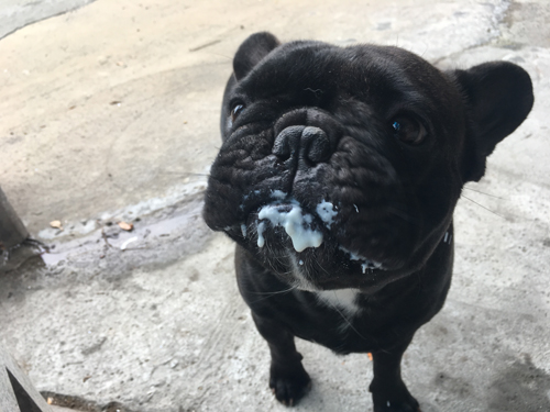 Cute, black French Bulldog with yogurt on its mouth