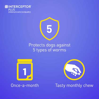 Interceptor Plus protects against 5 worms in 1 monthly chew