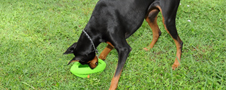 Durable 10-Inch Football Dog Toy Usage