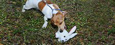 Booda Squatters Bunny Dog Toy Usage